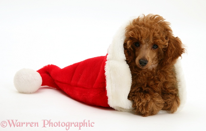 Red Toy Poodle pup, Reggie, 12 weeks old, in a Father Christmas hat, white background