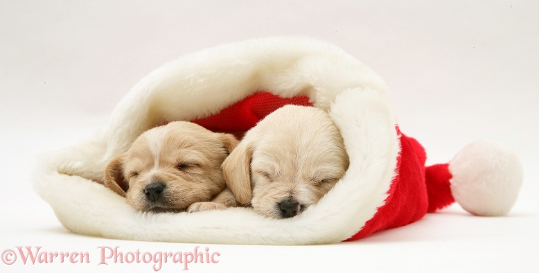 Westie x Cavalier pups in a Santa hat, white background