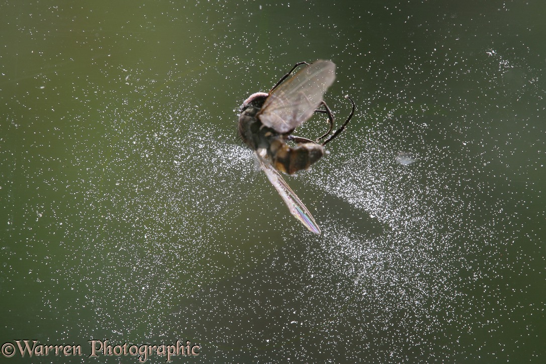 Lesser House Fly (Fannia canicularis) killed by insect pathogenic fungus on a window pane