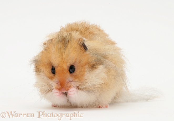 Long-haired Syrian Hamster, white background