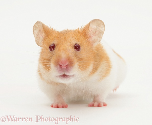 Short-haired Syrian Hamster, white background