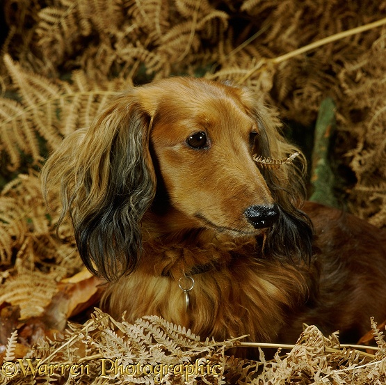 Miniature Long-haired Dachshund, Bonnie, among bracken