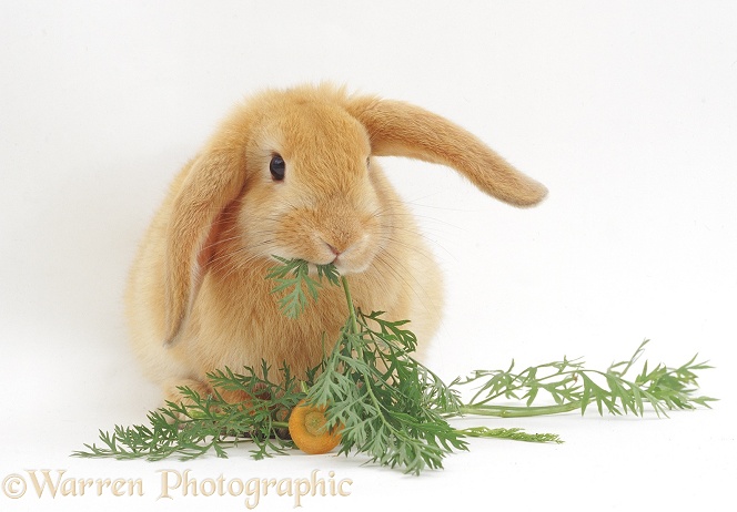 Young Sandy Lop rabbit eating carrot tops, white background