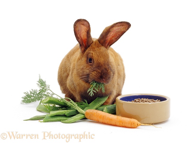 Brown female rabbit eating carrot tops, with pellet food in a bowl, white background