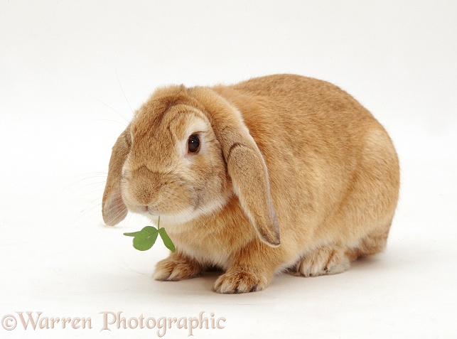 Sandy Lop female rabbit, Lottie, eating clover, white background