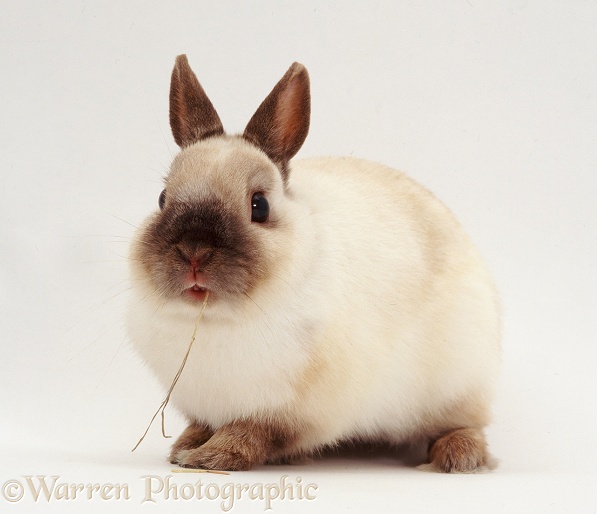 Seal-point Netherland Dwarf male rabbit, Turbo, eating straw, white background