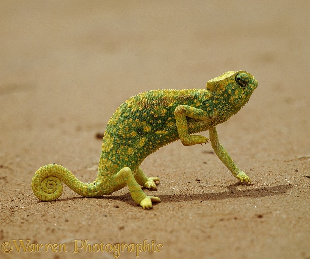 Graceful Chameleon (Chamaeleo gracilis).  Africa