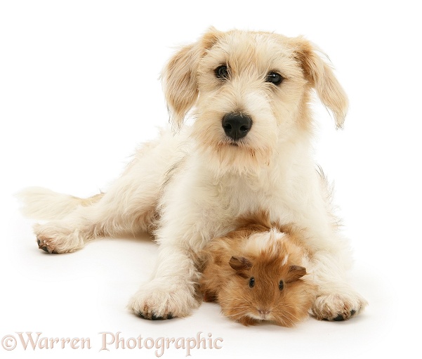 Mongrel dog, Mutley, with a Guinea pig, white background