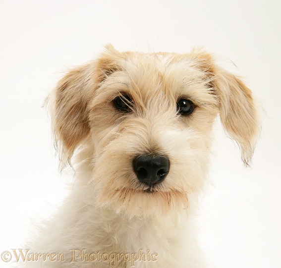 Mongrel dog, Mutley, white background