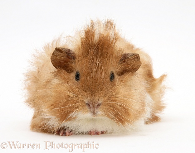 Bad-hair-day Guinea pig, white background