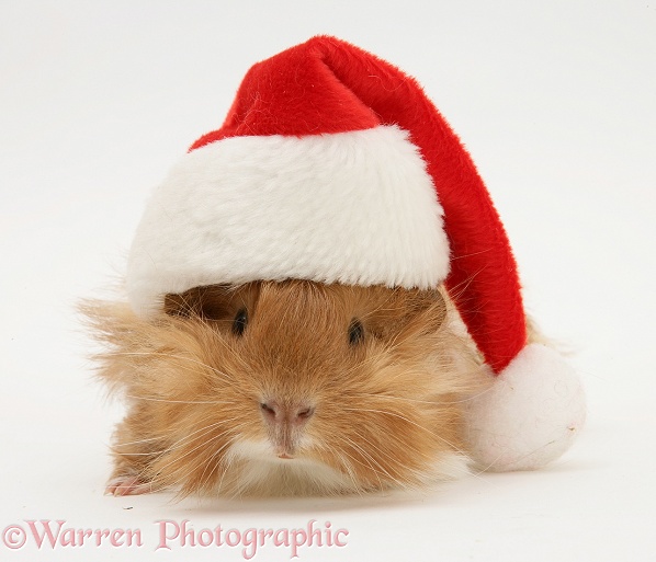 Guinea pig wearing a Father Christmas hat, white background