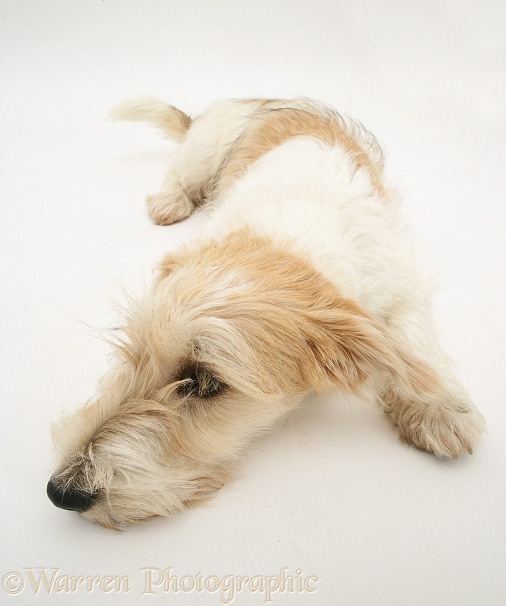 Mongrel dog, Mutley, lying with chin on floor, white background