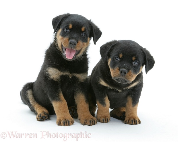 Two Rottweiler pups, white background