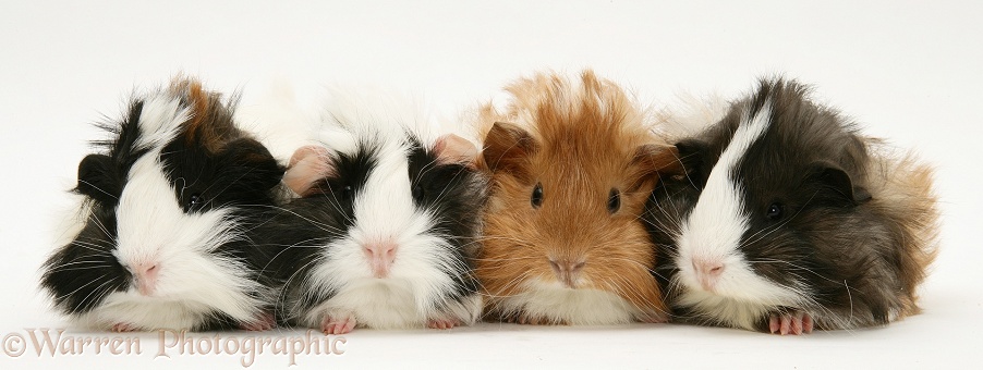 Four young Guinea pigs, white background