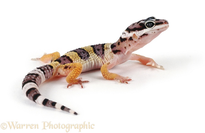 Leopard Gecko (Eublepharis macularius) juvenile, white background