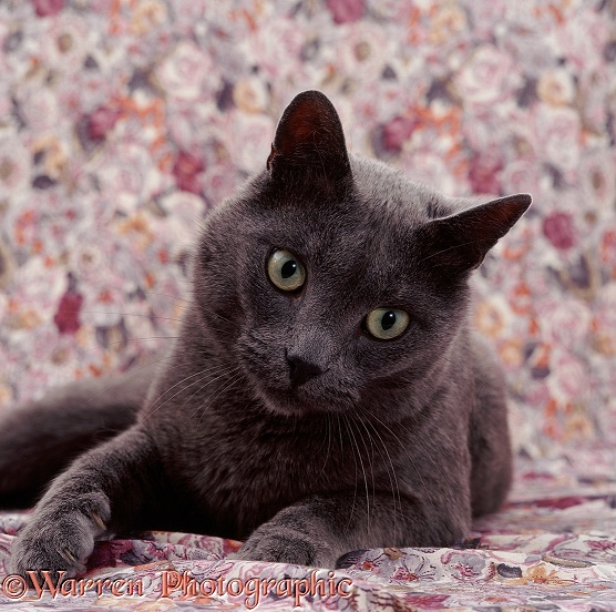 Grey cat, Chiba, on floral material