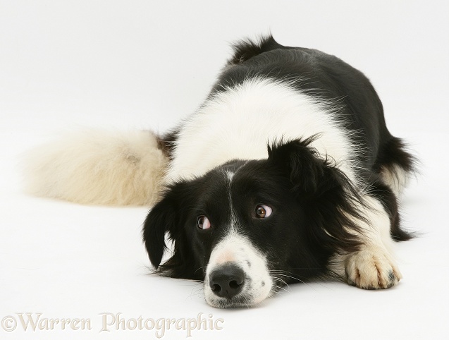 Black-and-white Border Collie, Phoebe, lying chin on floor, white background