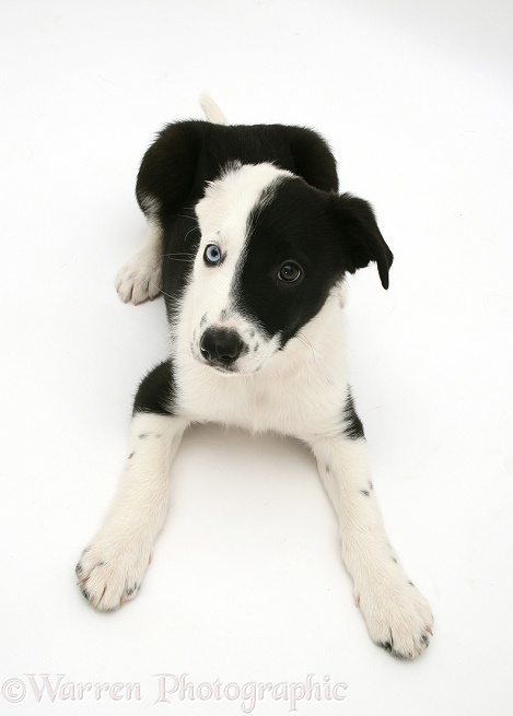 Black-and-white Border Collie pup, Kicker, lying, head up, white background
