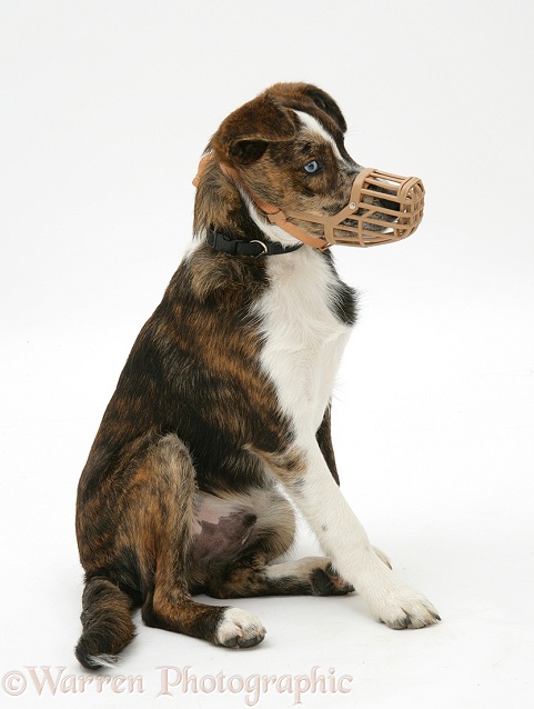 Mongrel puppy, Brec, wearing a muzzle, white background