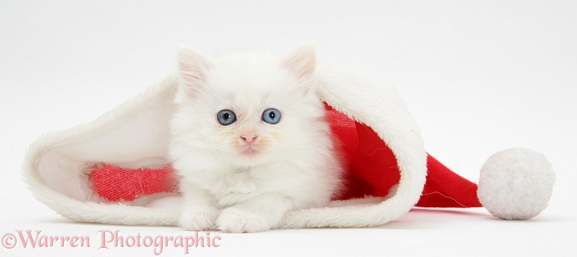 White kitten in a Father Christmas hat, white background