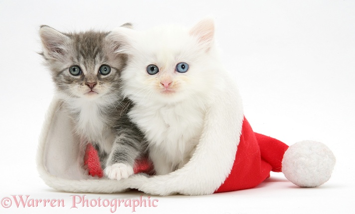 White kitten and tabby kitten in a Father Christmas hat, white background