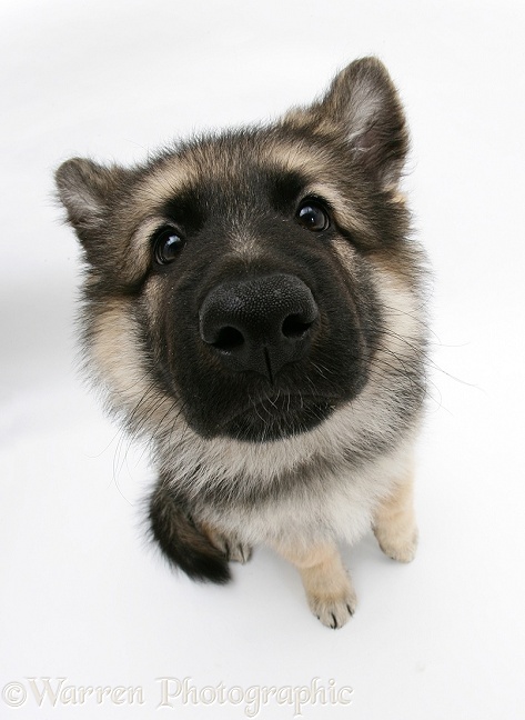 German Shepherd Dog bitch pup, Echo, looking up, from above, white background