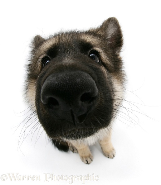 German Shepherd Dog bitch pup, Echo, looking up, from above, white background