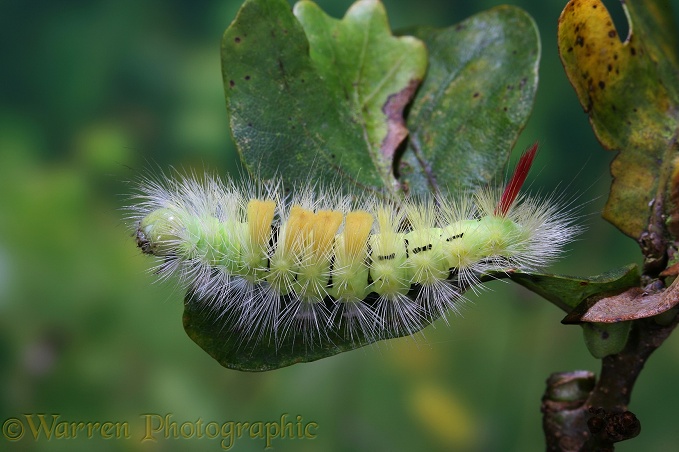 Pale Tussock Moth (Calliteara pudibunda) caterpillar on oak in autumn.  Europe