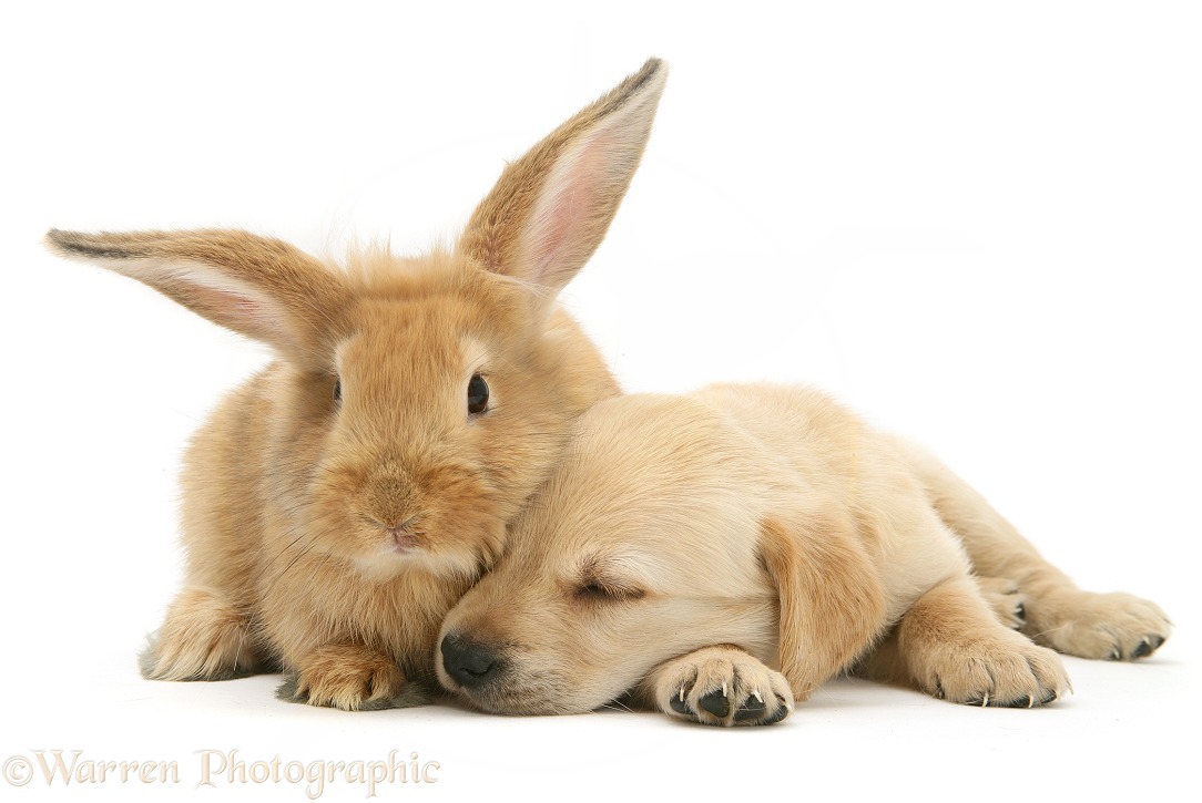 Sleepy Retriever-cross pup with sandy Lionhead-cross rabbit, white background
