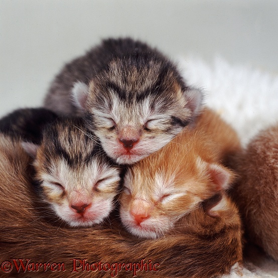 Dainty's kittens, a few hours old, asleep in a heap