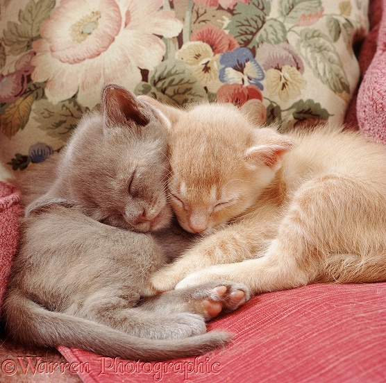 Sleepy kittens on some cushions