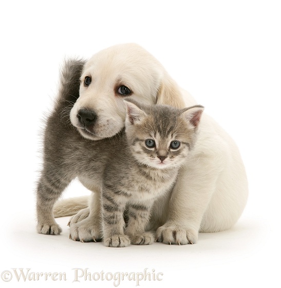 Yellow Goldador Retriever pup with blue tabby kitten, white background