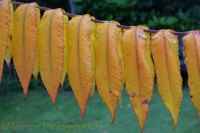 Autumnal Sumac leaves