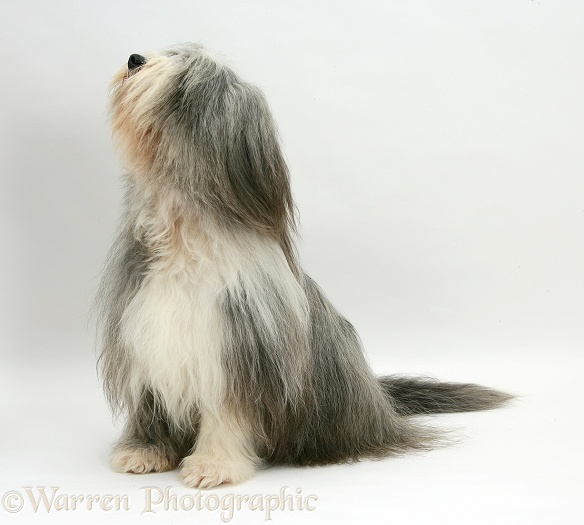 Bearded Collie bitch, Flora, sitting, white background