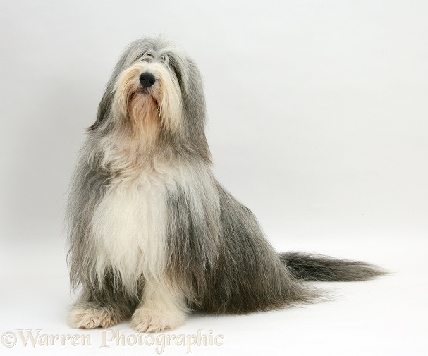 Bearded Collie bitch, Flora, sitting, white background
