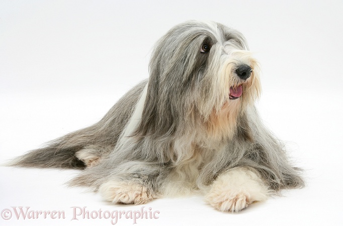 Bearded Collie bitch, Flora, lying with head up, white background