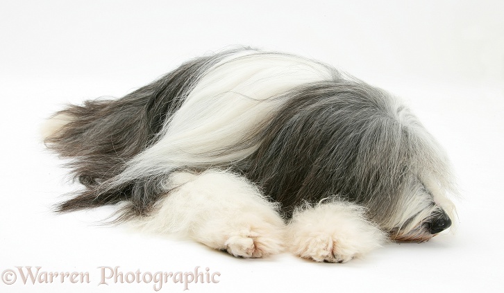 Bearded Collie bitch, Ellie, lying with chin on paws, white background