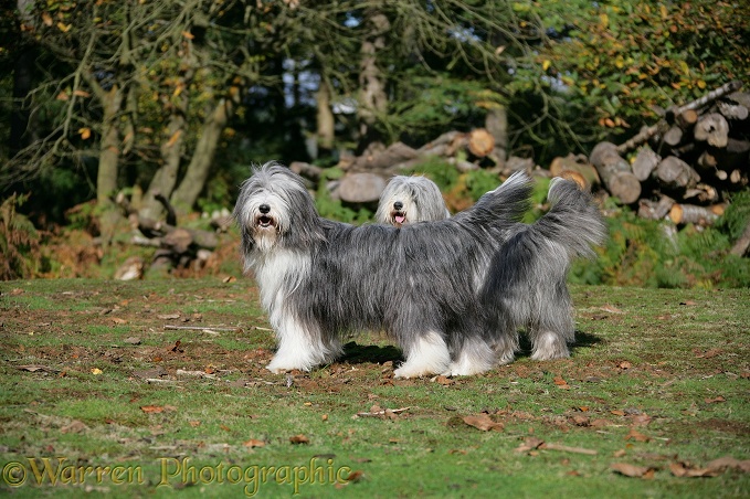 Bearded Collie bitches, Ellie and Flora