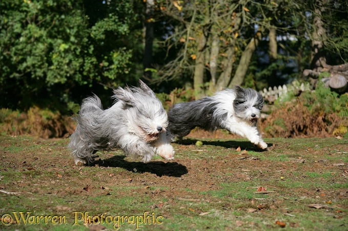 Bearded Collie bitches, Ellie and Flora, running