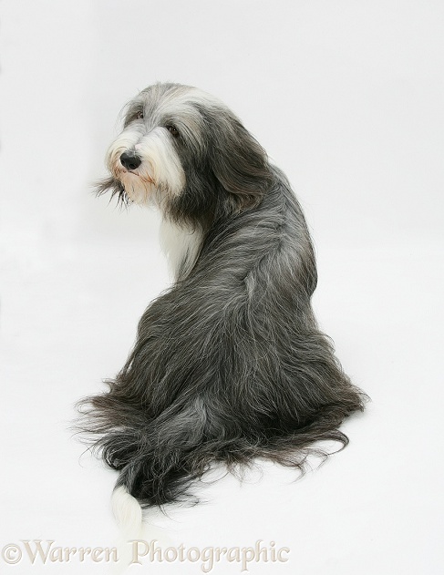 Bearded Collie bitch, Ellie, sitting back view, and looking over her shoulder, white background