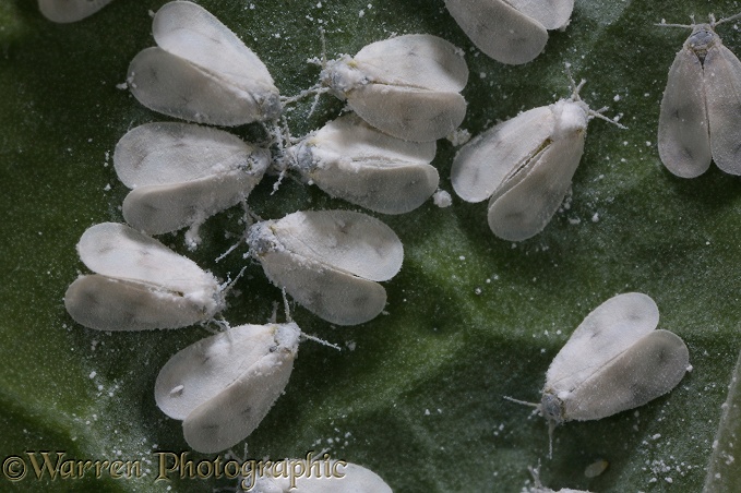 Cabbage Whitefly (Aleyrodes brassicae) on the underside of a broccoli leaf.  Worldwide