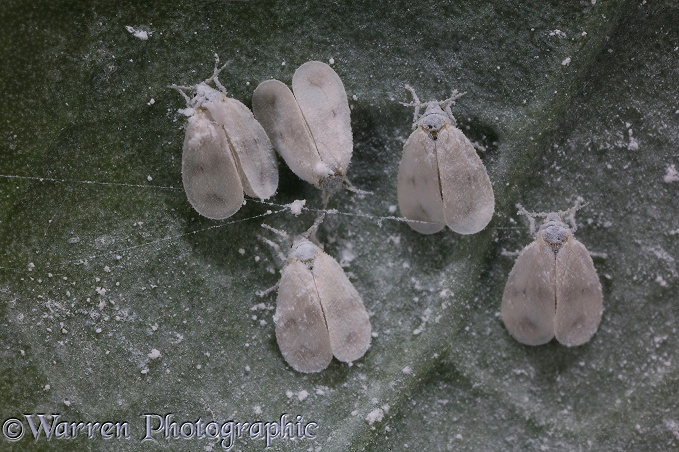 Cabbage Whitefly (Aleyrodes brassicae) on the underside of a broccoli leaf.  Worldwide