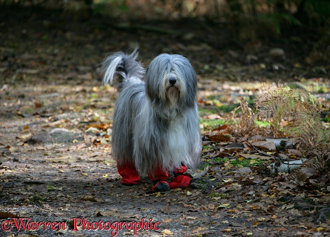 Bearded Collie bitch, Flora, with boots on