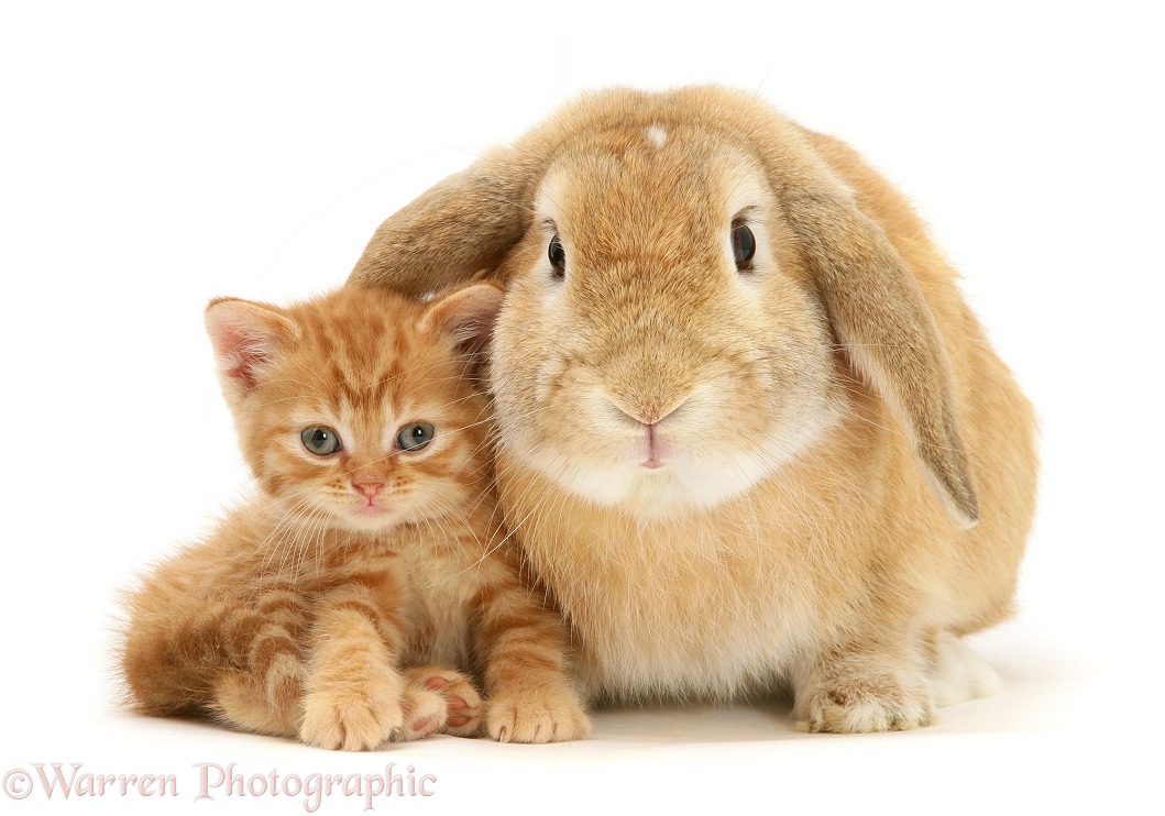 British Shorthair red-spotted kitten with sandy Lop rabbit, white background
