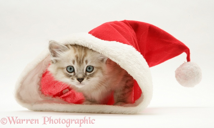 Birman-cross kitten in a Father Christmas hat, white background