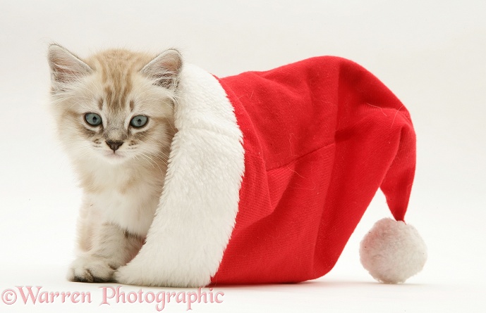 Birman-cross kitten in a Santa hat, white background
