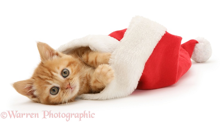 Red tabby kitten in a Father Christmas hat, white background