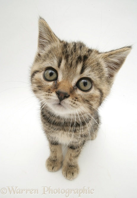 Tabby kitten looking up, white background