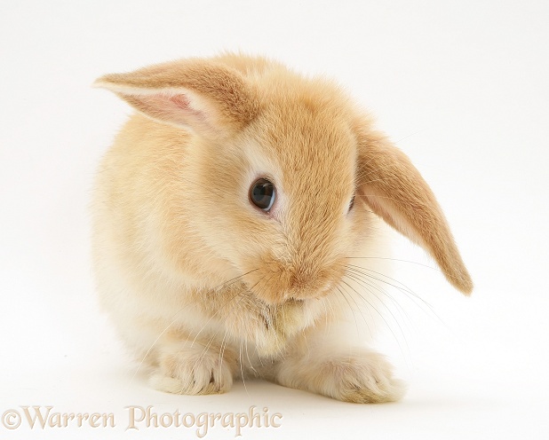 Baby Sandy Lop rabbit, washing, white background