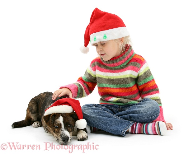 Siena and Mongrel pup, Brec, both wearing Father Christmas hats, white background